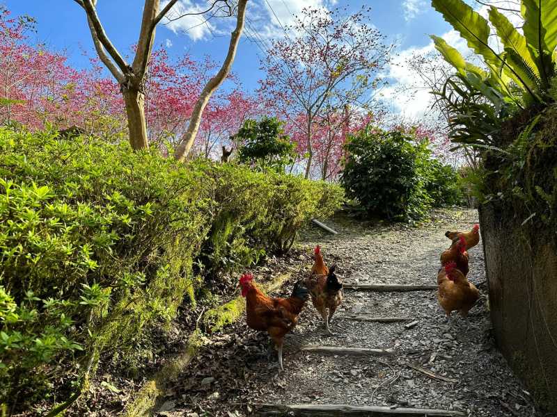 棲蘭達漾咖啡莊園