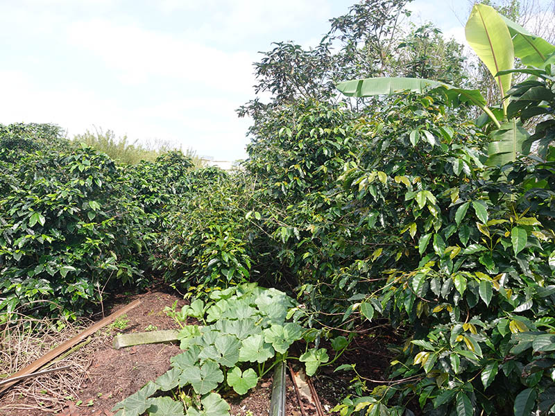 蘇澳龍哥莊園沙地咖啡