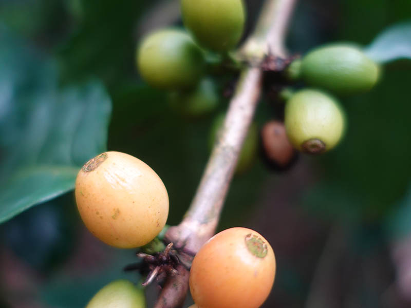 蘇澳龍哥莊園沙地咖啡