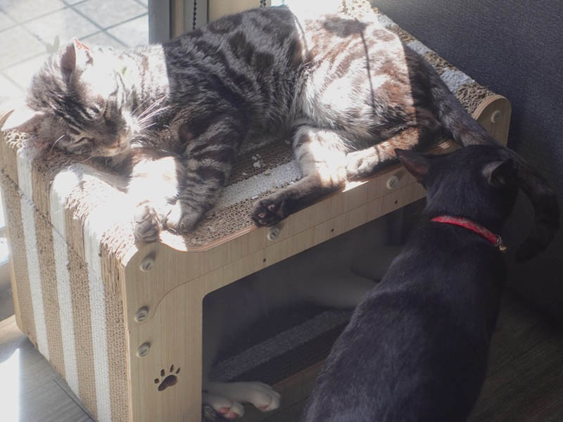 DOG SPACE寵物空間